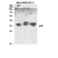 p38 Polyclonal Antibody