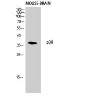 p38 Polyclonal Antibody