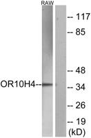 Olfactory receptor 10H4 Polyclonal Antibody