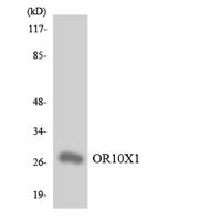 Olfactory receptor 10X1 Polyclonal Antibody