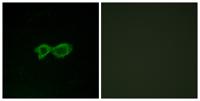 Olfactory receptor 13C4 Polyclonal Antibody