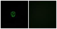 Olfactory receptor 2AE1 Polyclonal Antibody