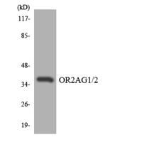 Olfactory receptor 2AG1/2 Polyclonal Antibody