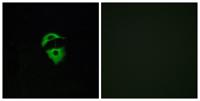 Olfactory receptor 2D2 Polyclonal Antibody