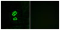 Olfactory receptor 2T10 Polyclonal Antibody