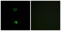 Olfactory receptor 3A2 Polyclonal Antibody