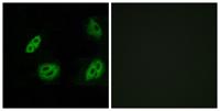Olfactory receptor 4B1 Polyclonal Antibody