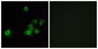 Olfactory receptor 4C15 Polyclonal Antibody
