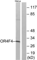 Olfactory receptor 4F4 Polyclonal Antibody