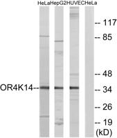 Olfactory receptor 4K14 Polyclonal Antibody