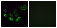 Olfactory receptor 4Q3 Polyclonal Antibody