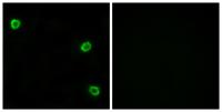 Olfactory receptor 51Q1 Polyclonal Antibody