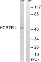 Orexin R-1 Polyclonal Antibody
