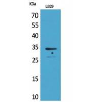 Osteoglycin Polyclonal Antibody