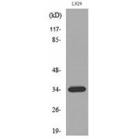 Osteoglycin Polyclonal Antibody