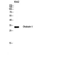 Otubain-1 Polyclonal Antibody