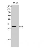 Ox40 Polyclonal Antibody