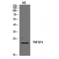 Ox40L Polyclonal Antibody