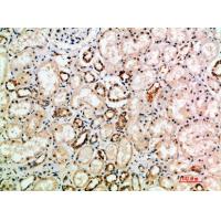 NT-3 Polyclonal Antibody