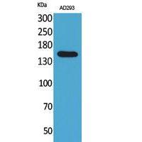 NTE Polyclonal Antibody