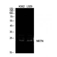 NTN Polyclonal Antibody