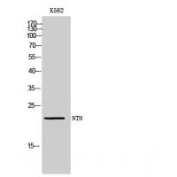 NTN Polyclonal Antibody