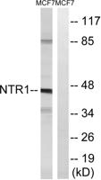 NTR1 Polyclonal Antibody