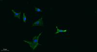 G2A Polyclonal Antibody