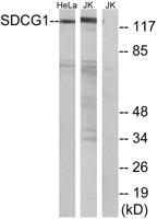 NY-CO-1 Polyclonal Antibody