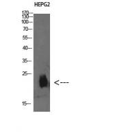Plasminogen receptor Polyclonal Antibody