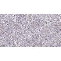 Plasminogen receptor Polyclonal Antibody