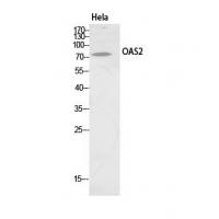 OAS2 Polyclonal Antibody