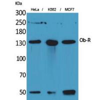 Ob-R Polyclonal Antibody