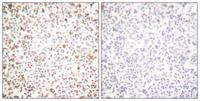 Oct-1 Polyclonal Antibody