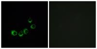 Olfactory receptor 10A5 Polyclonal Antibody