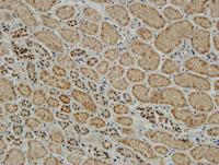 Met Polyclonal Antibody