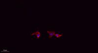 Mfn2 Polyclonal Antibody