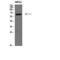 MIA2 Polyclonal Antibody