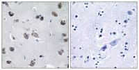 MIP-T3 Polyclonal Antibody