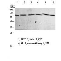 Mox1 Polyclonal Antibody