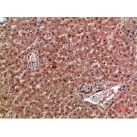 Mox1 Polyclonal Antibody