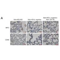 MPO Polyclonal Antibody