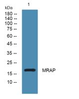 MRAP Polyclonal Antibody