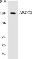 MRP2 Polyclonal Antibody