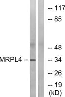 MRP-L4 Polyclonal Antibody