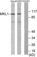 MRTF-A Polyclonal Antibody