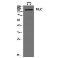 Mucin 1 Polyclonal Antibody