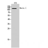 Mucin 1 Polyclonal Antibody