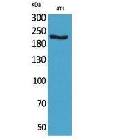 MYH-pan Polyclonal Antibody