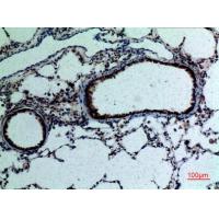 FGF-18 Polyclonal Antibody